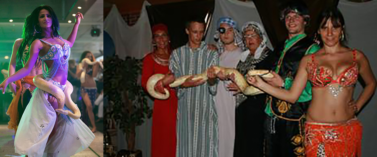 Albino Pythons Shows